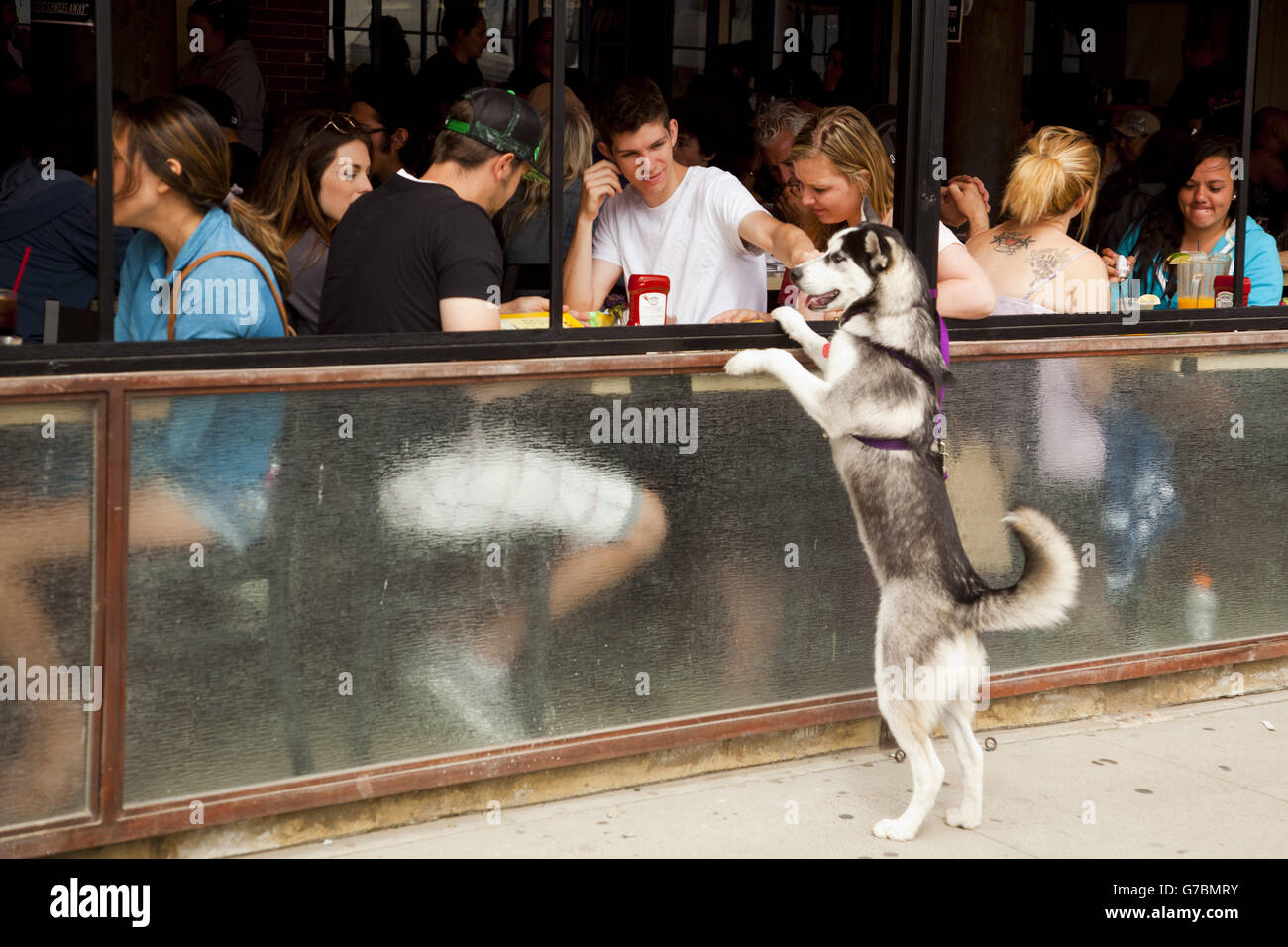 Animal restaurant los angeles hires stock photography and images Alamy