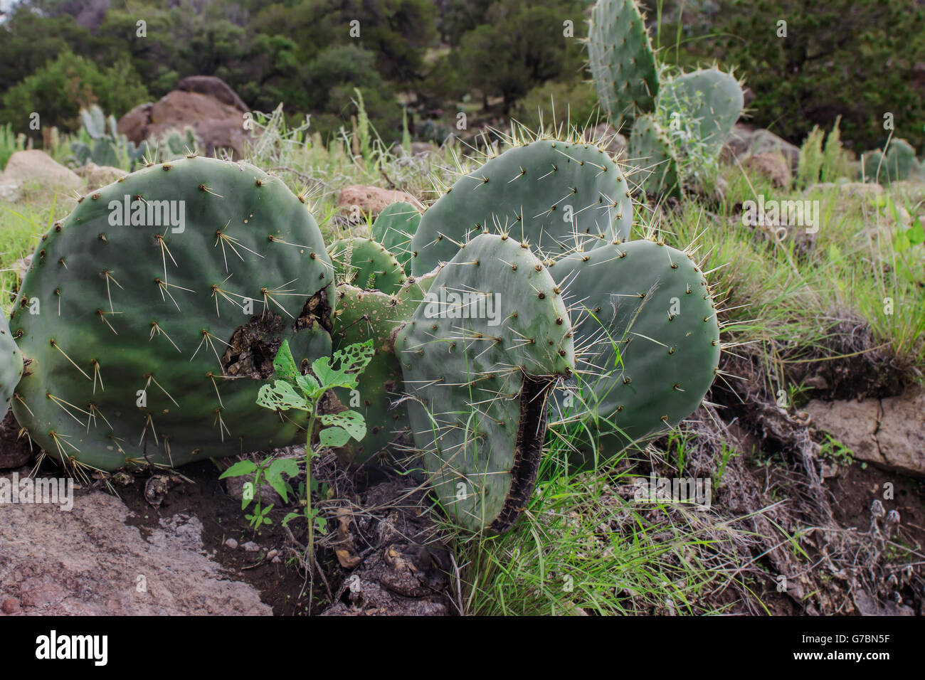 A Typical North Mexican landscape Stock Photo