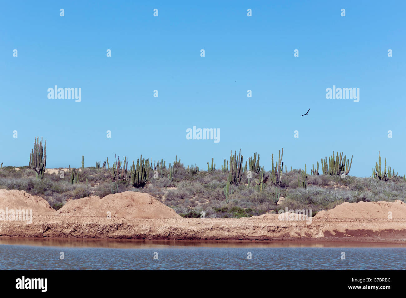 Eagle flies in the Sonora desert sky Stock Photo