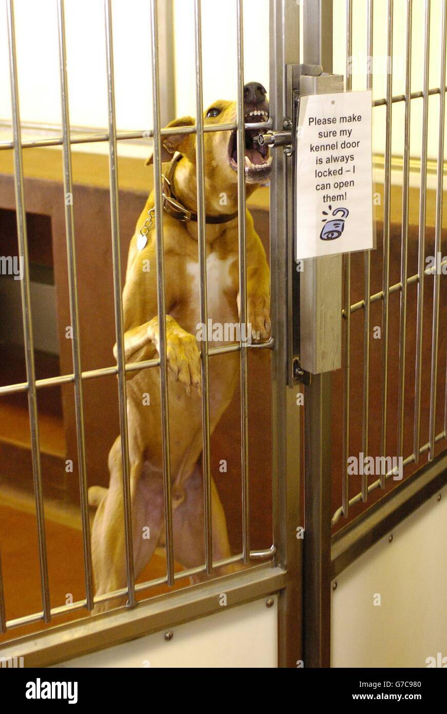 Battersea Dogs Home London High Resolution Stock Photography and Images