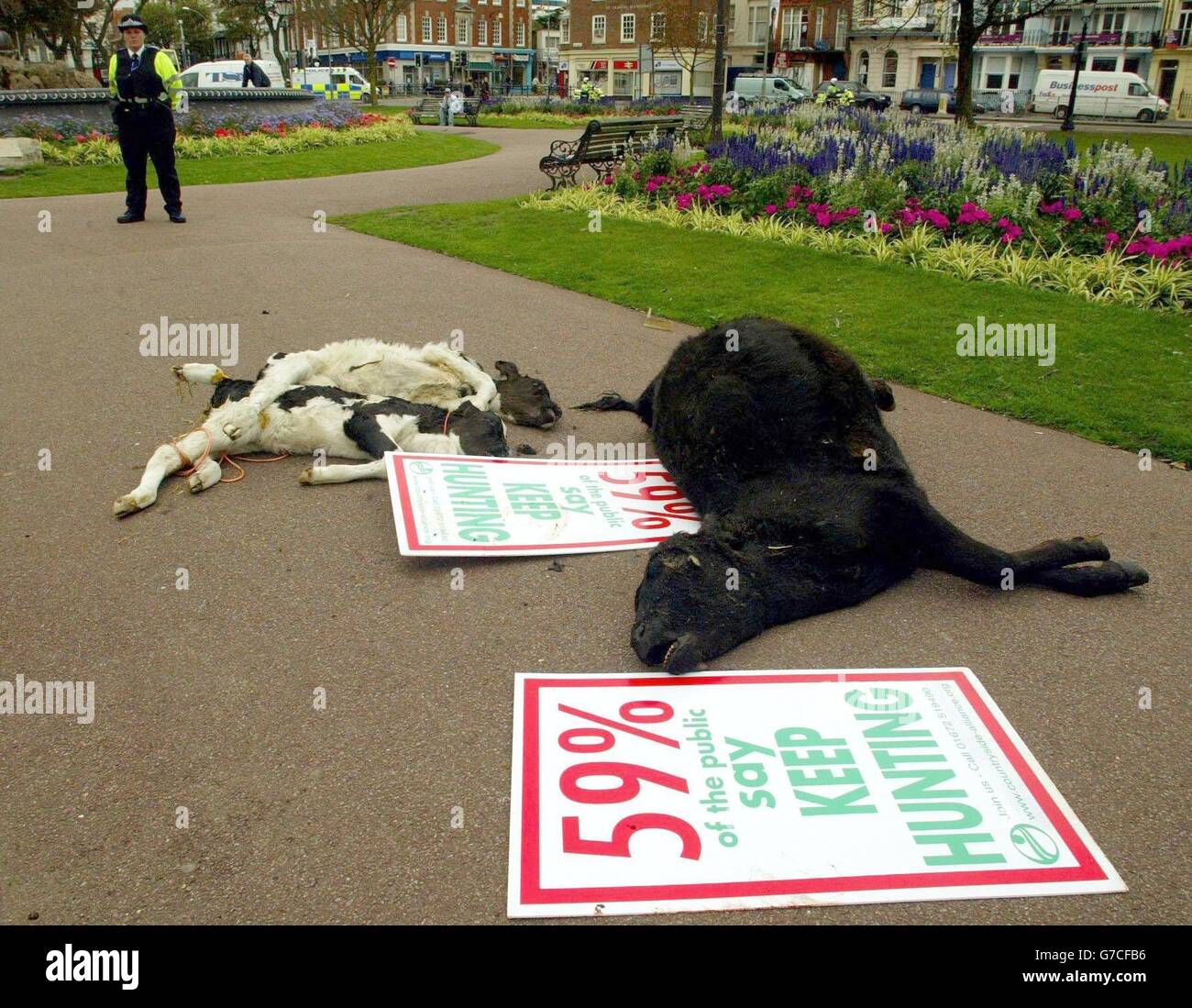 A dead cow and and Two Calves are placed in the Old Steine in The Centre of Brighton. Countryside Alliance banners were found beside the bodies of the calves Stock Photo