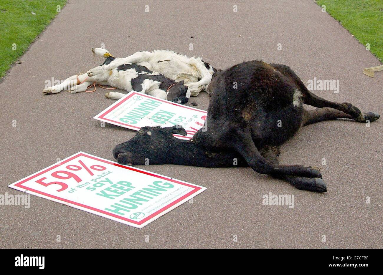 A dead cow and and Two Calves are placed in the Old Steine in The Centre of Brighton. Countryside Alliance banners were found beside the bodies of the calves Stock Photo