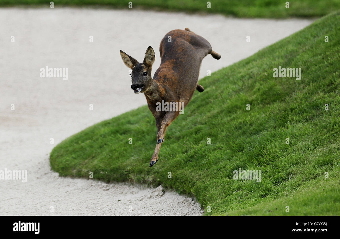 A deer runs loose on the green during a practice session at Gleneagles Golf Course, Perthshire. Stock Photo