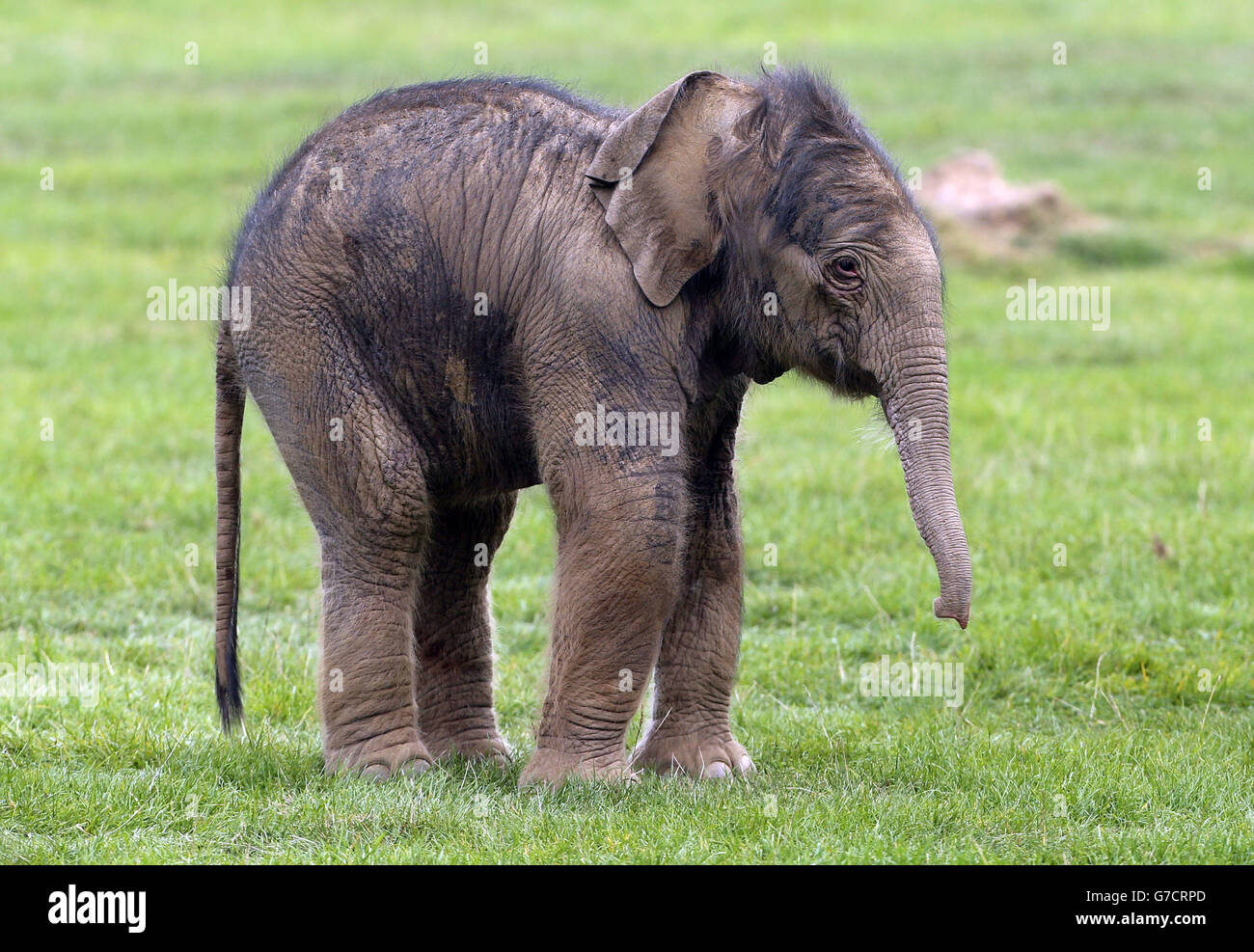 A three day old baby elephant in the elephant paddock at Whipsnade Zoo ...