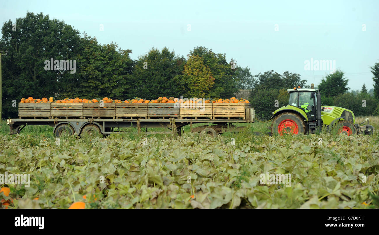 Pumpkins at Oakley Farms in Wisbech, Cambridgeshire, which have been harvested for Sainsbury's in-store Halloween activity. Stock Photo