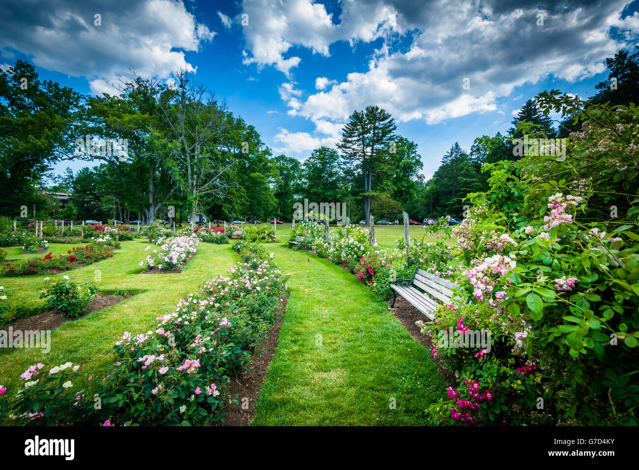 Rose gardens at Elizabeth Park, in Hartford, Connecticut. Stock Photo