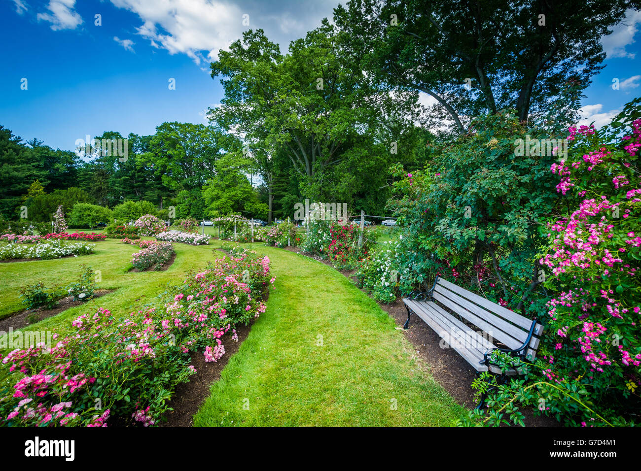 Rose gardens at Elizabeth Park, in Hartford, Connecticut Stock Photo