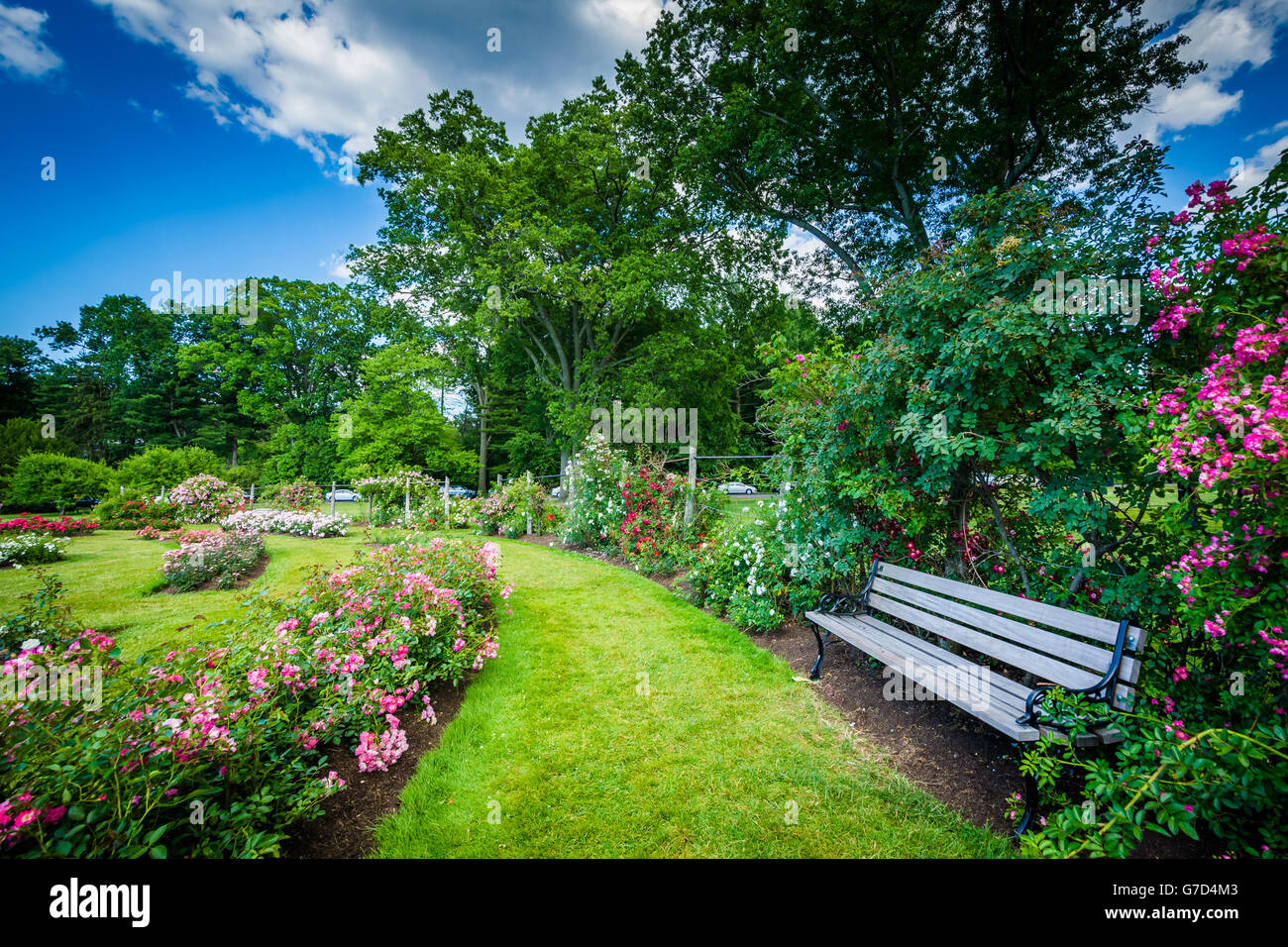 Rose gardens at Elizabeth Park, in Hartford, Connecticut. Stock Photo
