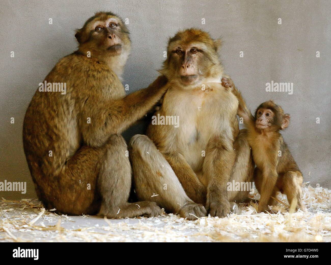 Explore gibraltar hi-res stock photography and images - Alamy