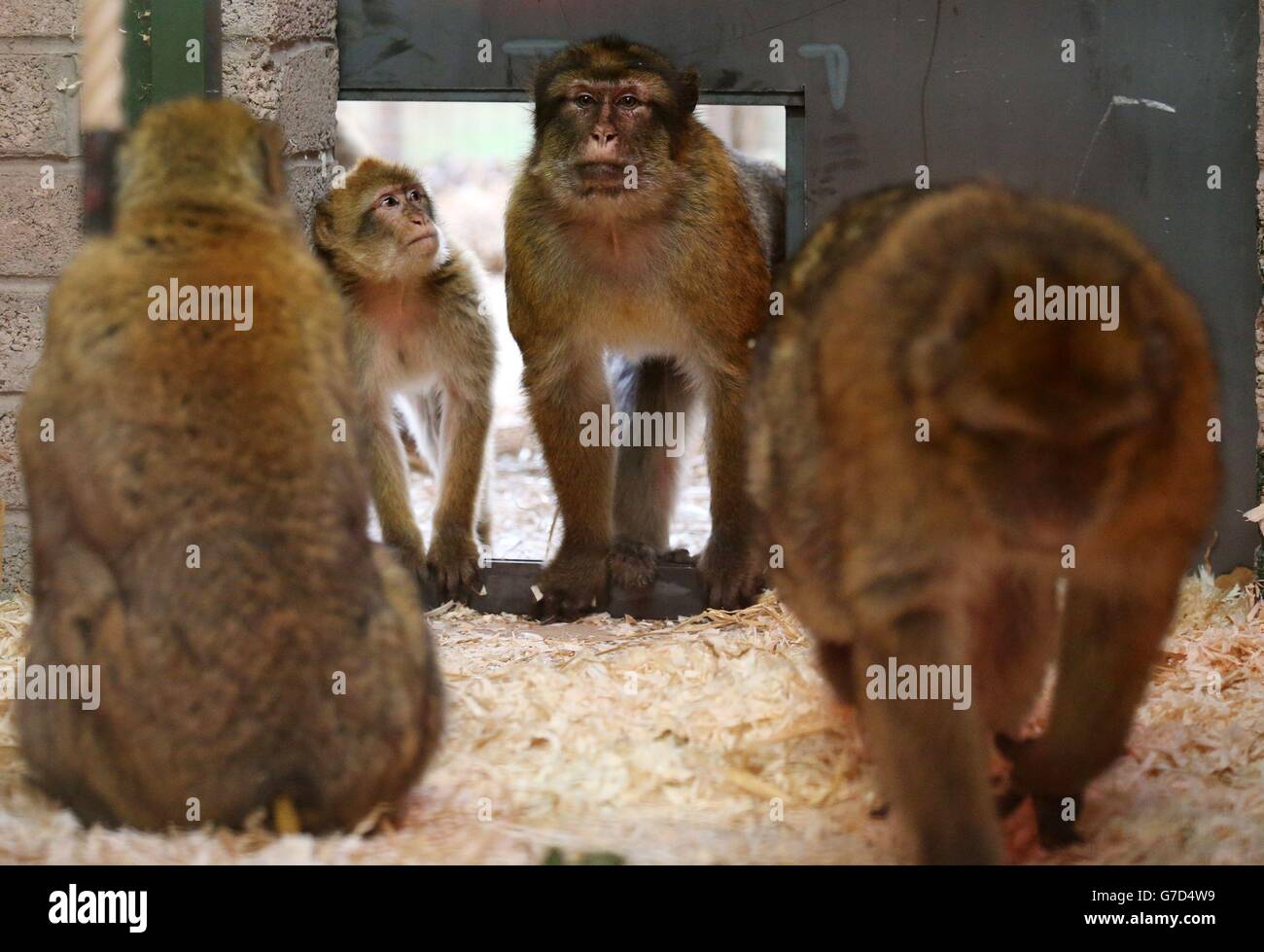 Four of 30 Barbary macaques from Gibraltar explore their quarantine ...