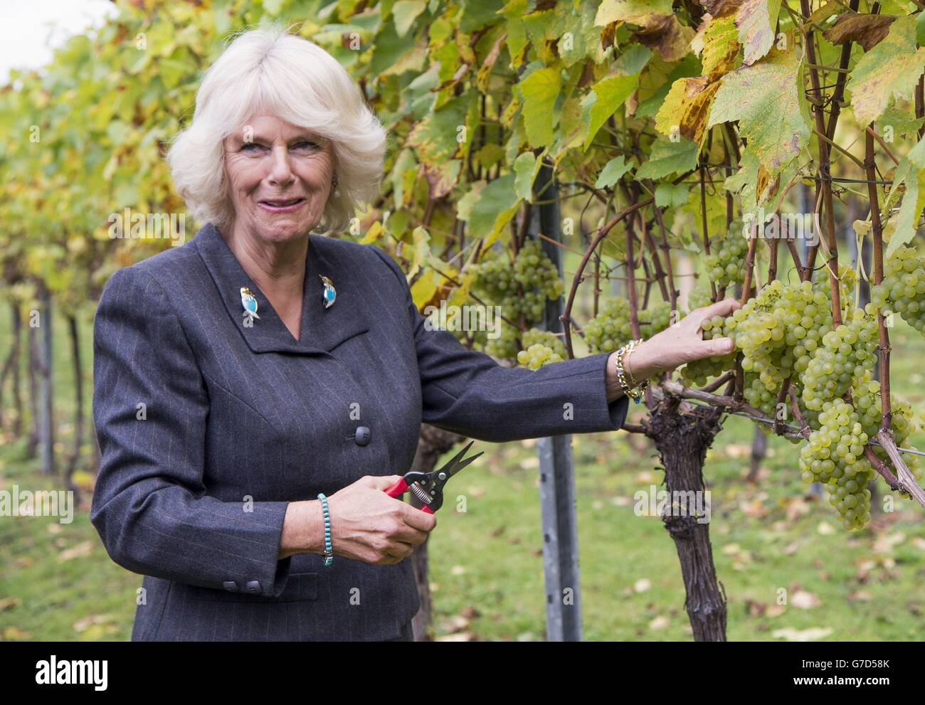 The Duchess of Cornwall picks some chardonnay grapes during a visit to Chapel Down Winery at Tenterden Vineyard, Tenterden, Kent. Stock Photo