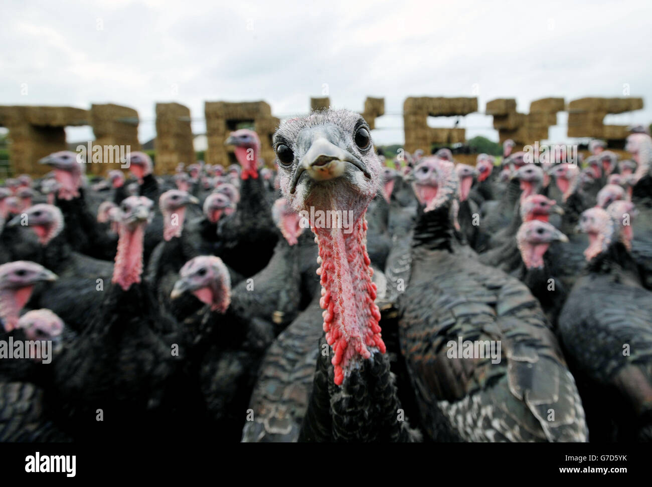 Customs and Traditons Christmas Turkeys Laylands Farm, Downham