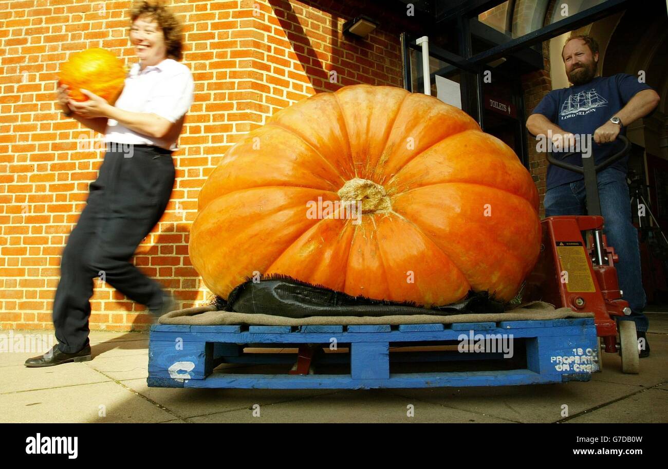 John and Sonja Davidson prepare for the 6th Annual Pumkin Festival by unloading Britain's biggest ever pumpkin at the Royal Victoria Country Park near Southampton. The 819lb monster was grown in the New Forest by Ian Paton and if ratified by the Royal Horticultural Society will be confirmed 3lbs heavier than the present record holder. It was transported by the army after organisers of the 6th Annual Pumpkin Festival failed to move it by conventional means. Stock Photo