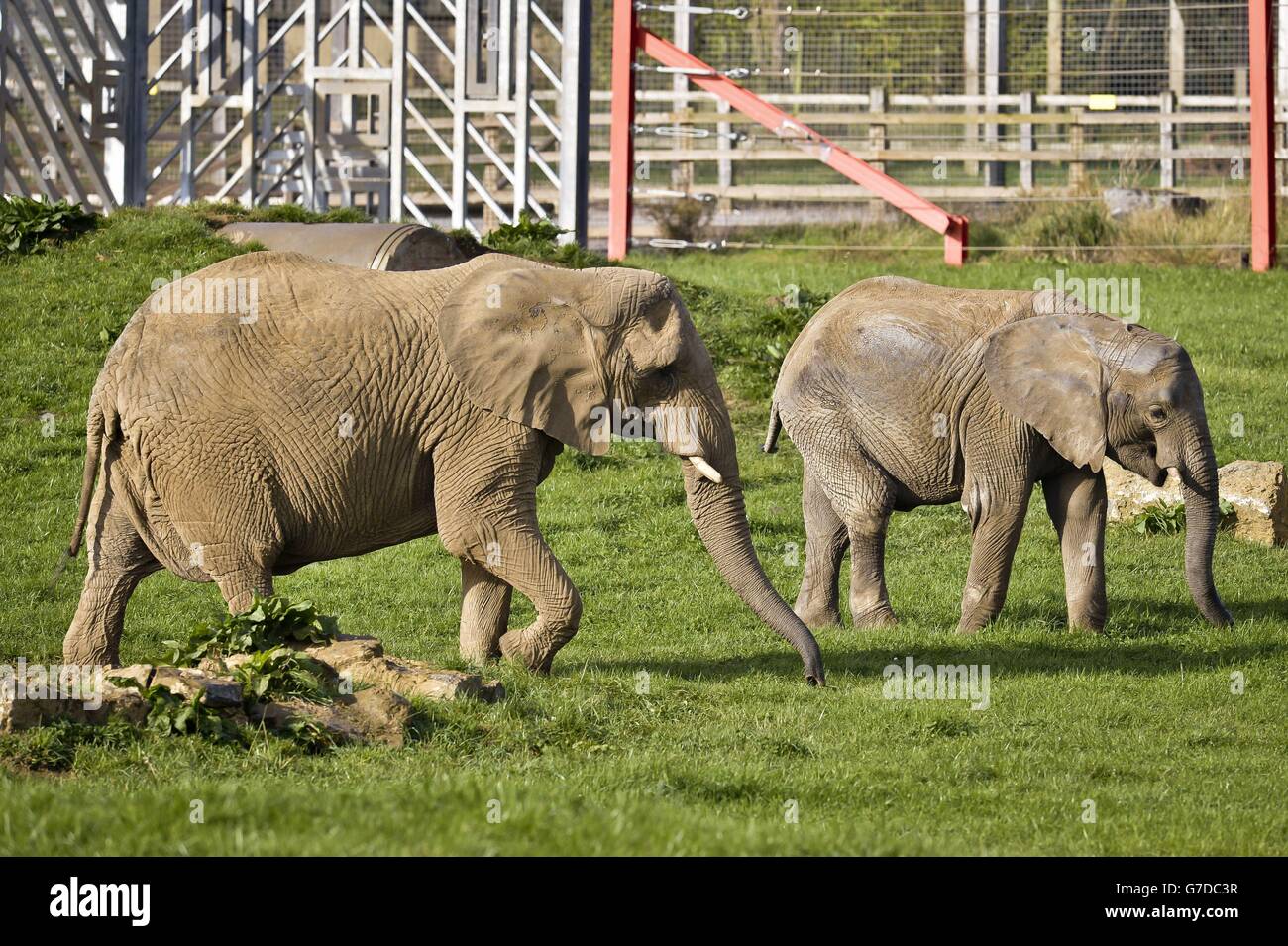 Noah s ark zoo farm introduce elephants stock photo alamy