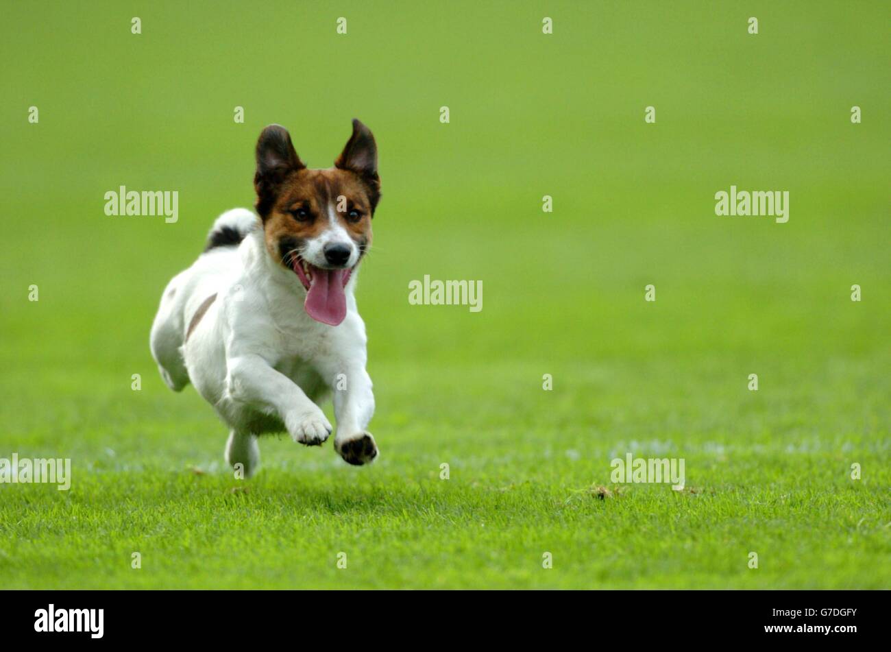A dog chases the ball (out of frame) after escaping onto the pitch at the start of the second test between Ireland and Australia during the International Rules series at Croke Park, Dublin, Ireland. Stock Photo