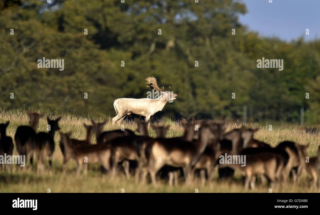 A herd of deer at raby castle in county durham hi-res stock photography and  images - Alamy