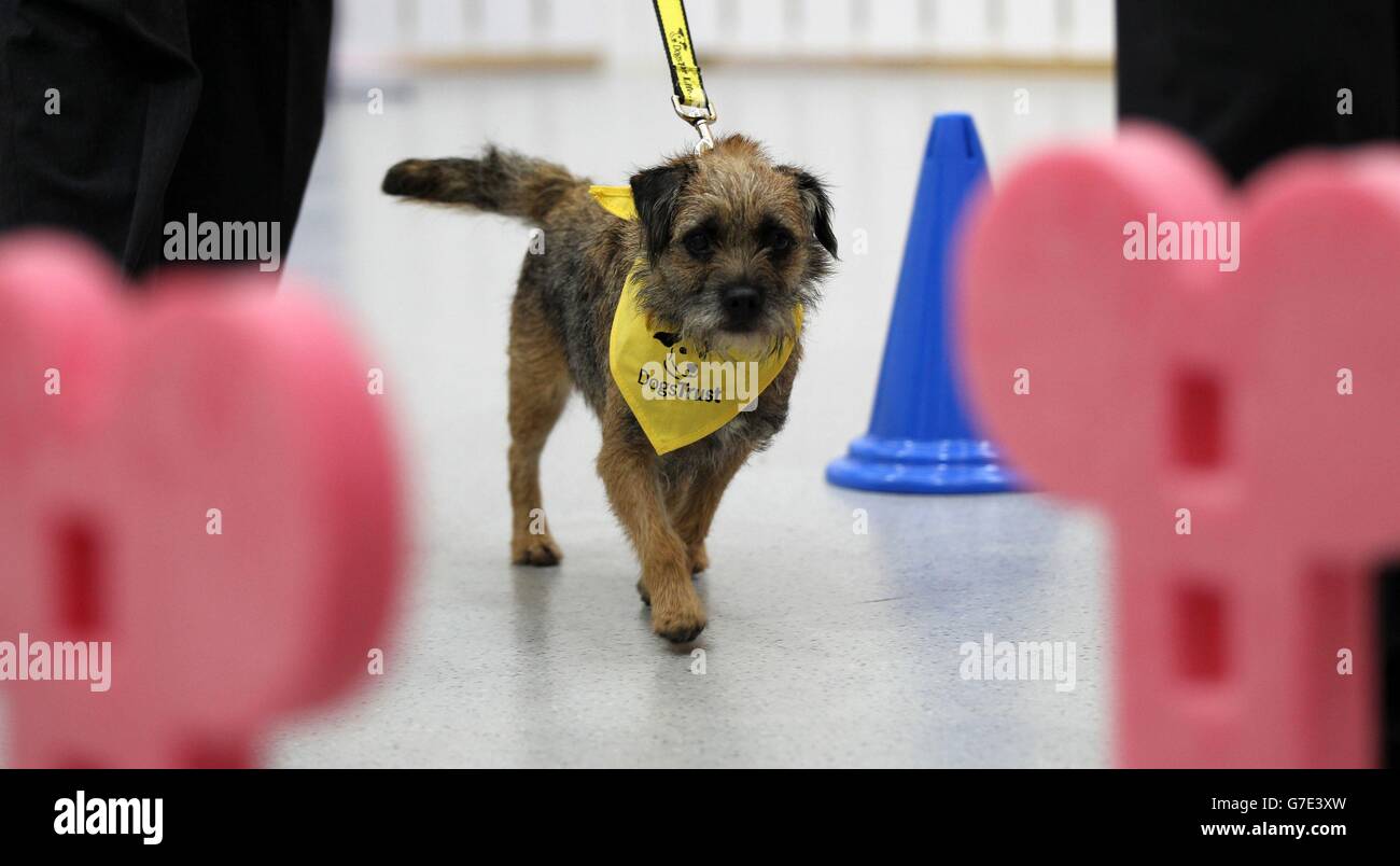 Dogs trust best sale border terrier