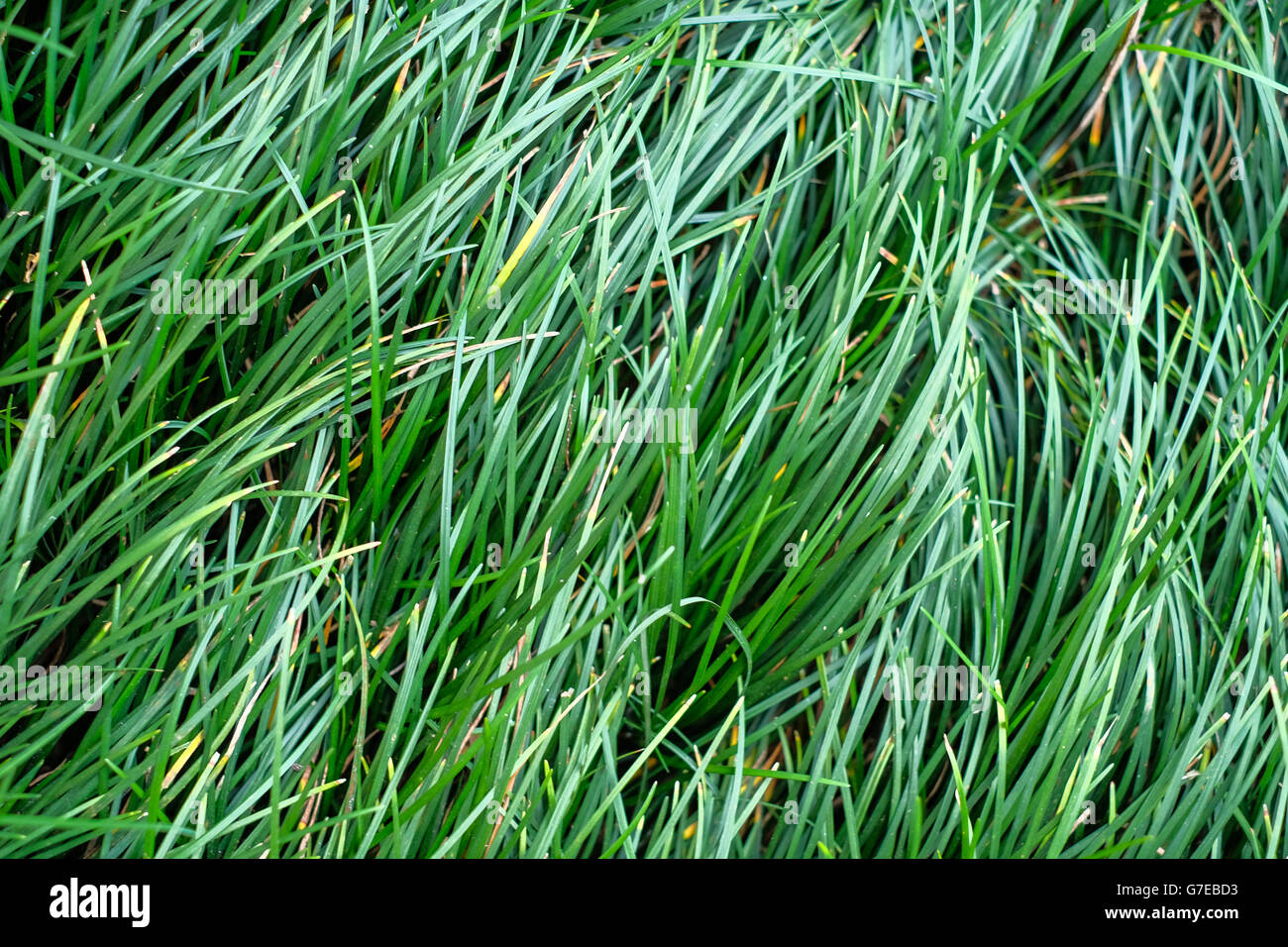 Flowing long grass Stock Photo