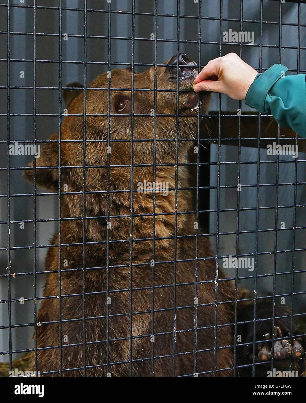 Milcho, a European Brown Bear, peers out of his quarantine enclosure at the Wildwood Animal Trust in Herne, Kent, following being rescued from an abandoned bear breeding centre in Bulgaria suffering from neglect. Stock Photo