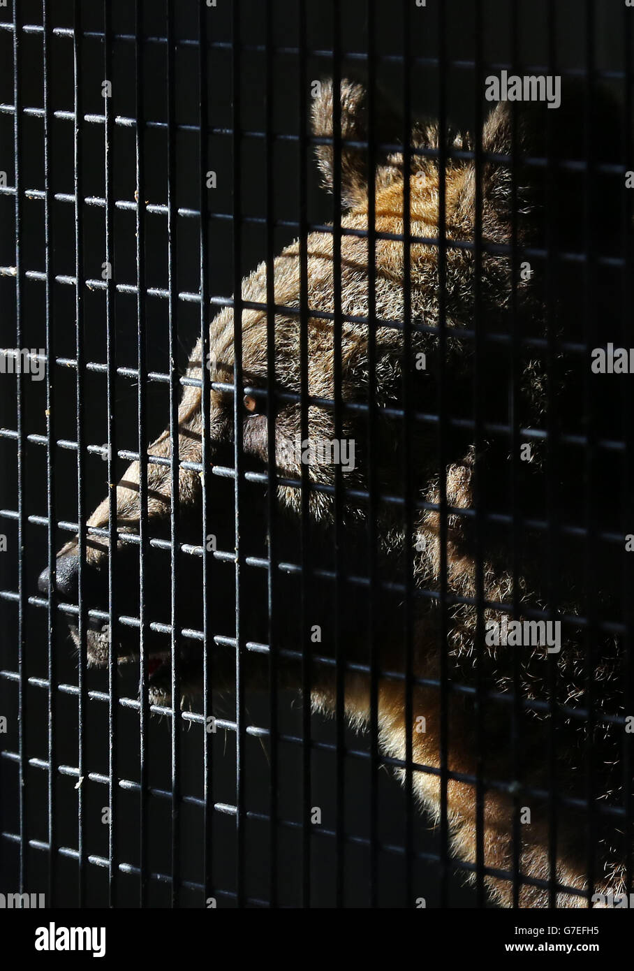 Milcho, a European Brown Bear, peers out of his quarantine enclosure at the Wildwood Animal Trust in Herne, Kent, following being rescued from an abandoned bear breeding centre in Bulgaria suffering from neglect. Stock Photo