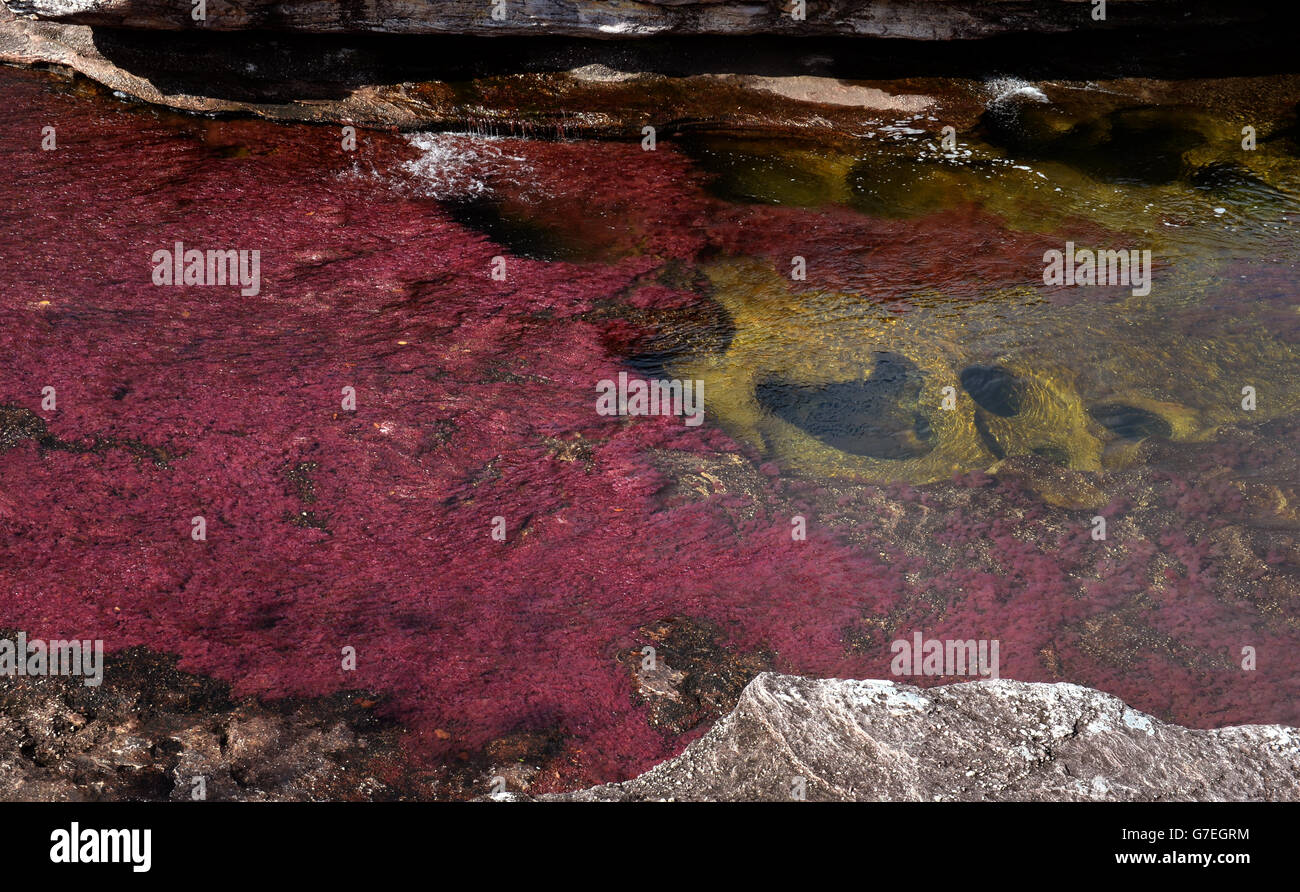 General view of at Cano Cristales, La Macarena in Colombia, on the third day of the Prince of Wales and Duchess of Cornwall's tour to Colombia and Mexico. PRESS ASSOCIATION Photo. See PA Story: ROYAL Tour. Photo credit should read: Anthony Devlin/PA Pool Stock Photo