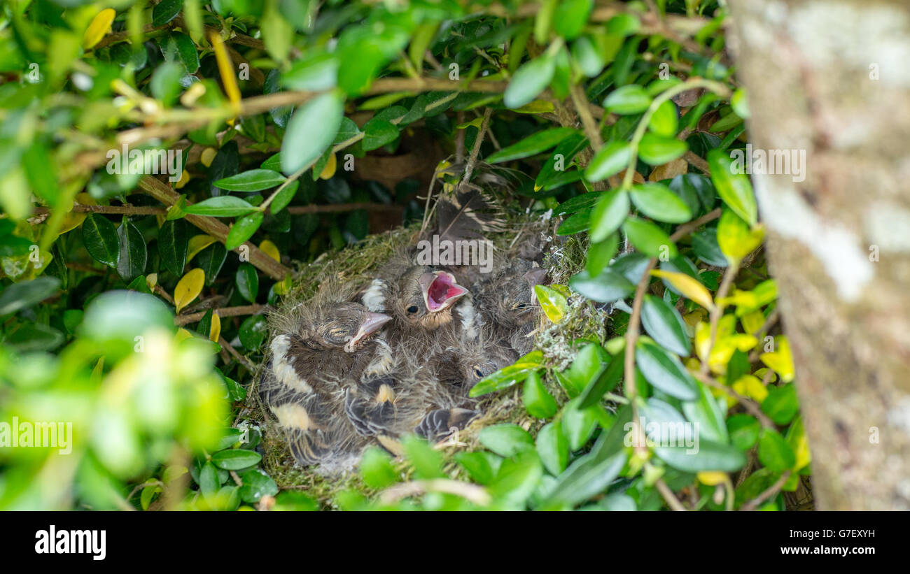 nest full of chicks Stock Photo - Alamy