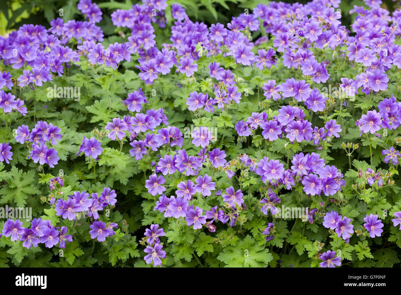 purple flowering geranium Stock Photo