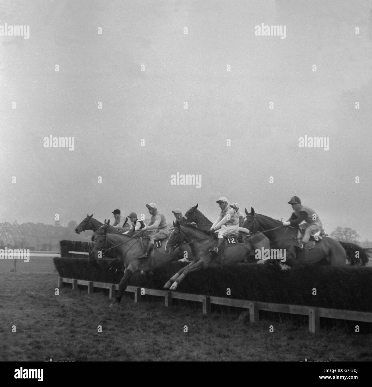 Taking the first fence in the Hennessy Cognac Gold Cup, won by the Duchess of Westminster's Arkle (extreme left) at Newbury. (l-r) Arkle, ridden by Pat Taaffe, Mill House (G.W. Robinson), Vultrix (S. Mellor, No 11), Ferry Boat (T. M. Jones, No 12) and Hoodwinked (P. Buckley). Ferry Boat finished second with The Rip third. Stock Photo