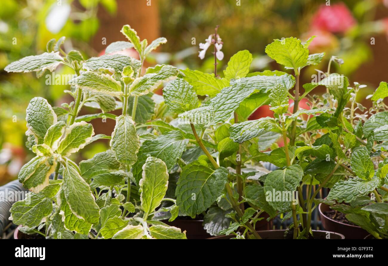 Assorted herbs Stock Photo Alamy
