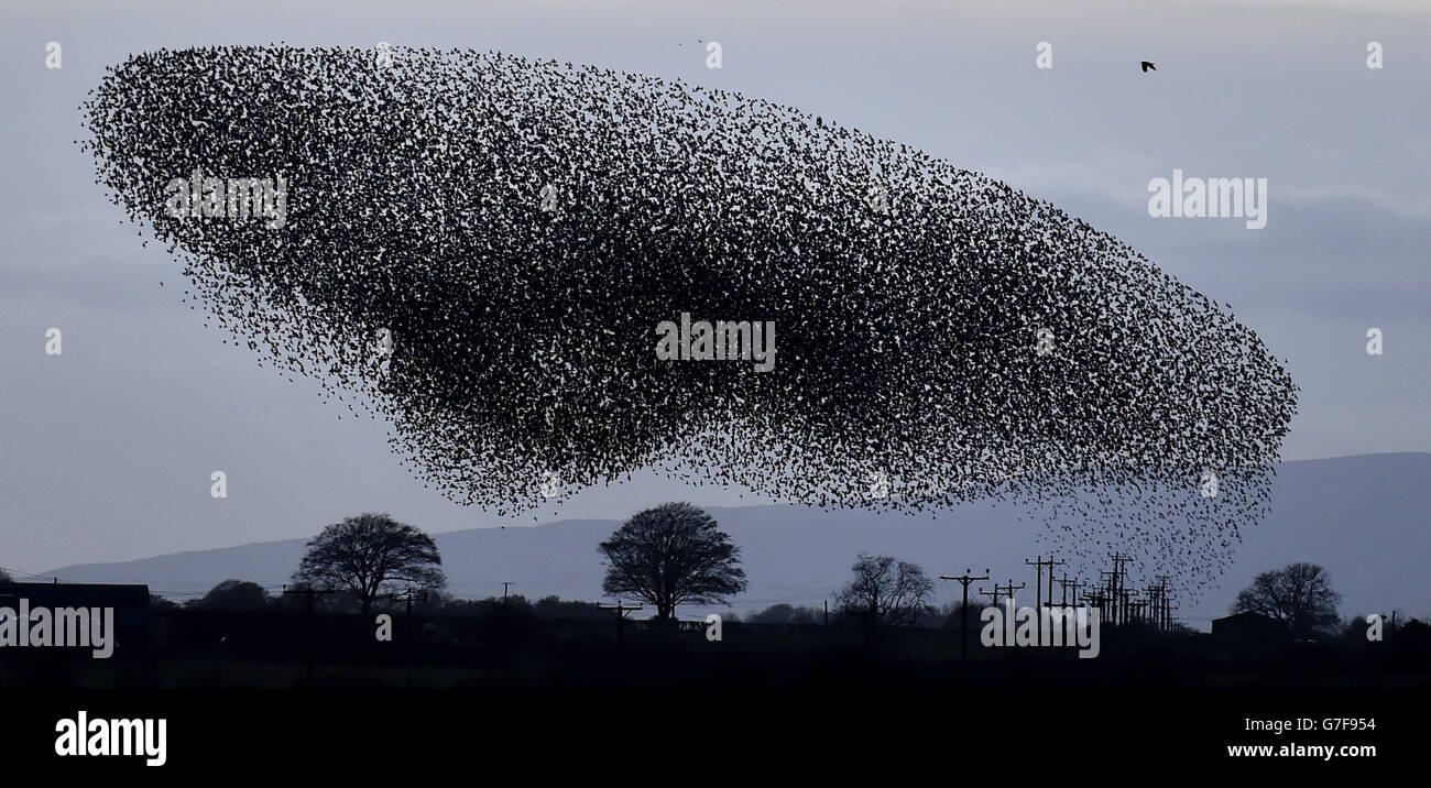 Tens of thousands of starlings start their murmuration, with Criffel mountain in the background, as dusk falls near Gretna Green on the England and Scotland border. Stock Photo