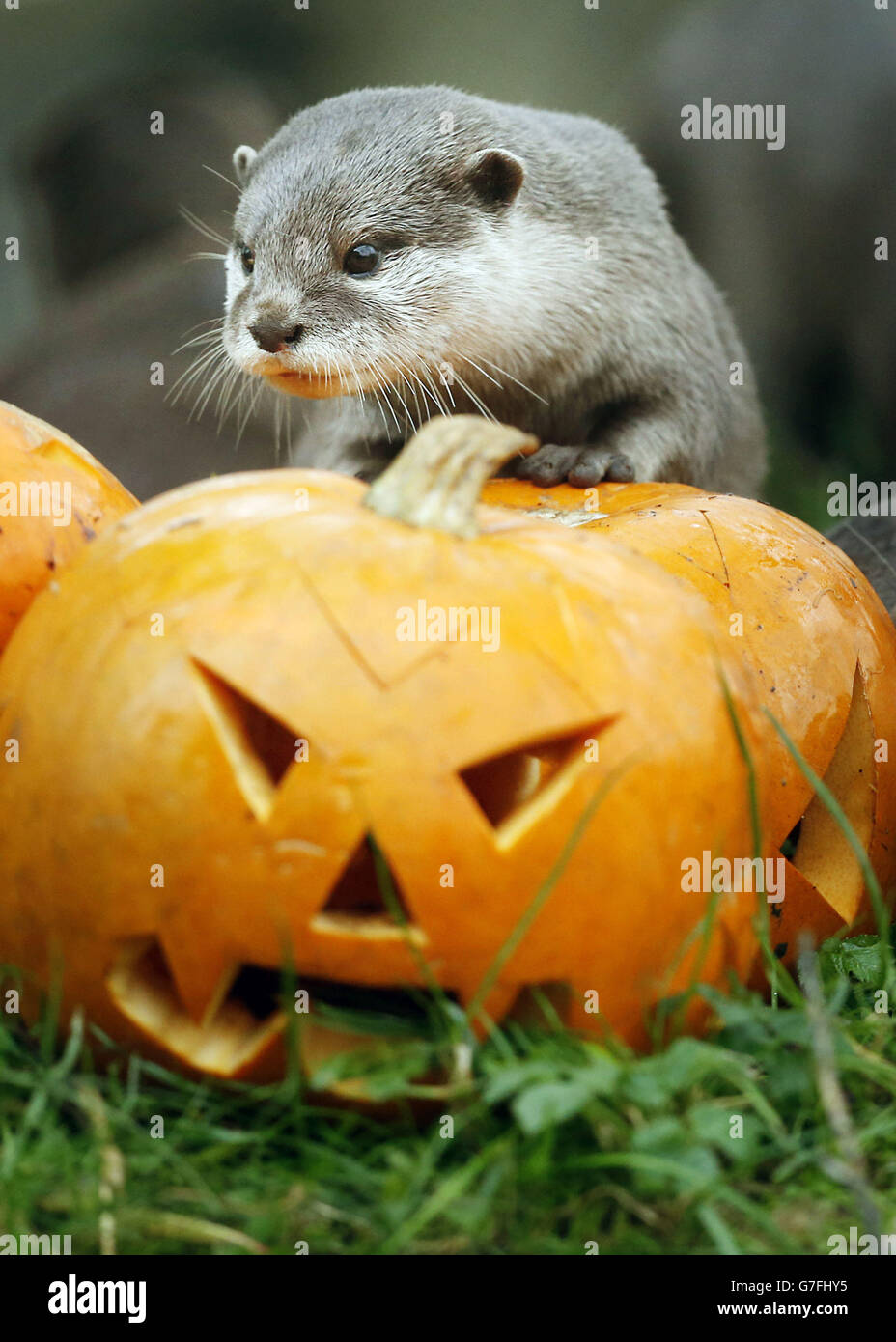 An Asiatic short-clawed otter is pictured with pumpkins at Edinburgh Zoo ahead of Halloween. Stock Photo