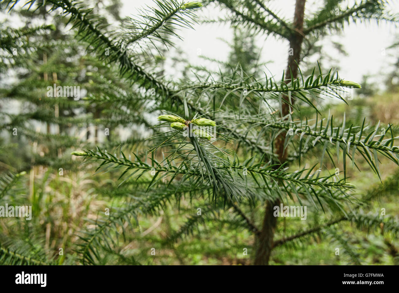 Fir tree (Cunninghamia lanceolata)in Guilin, China Stock Photo