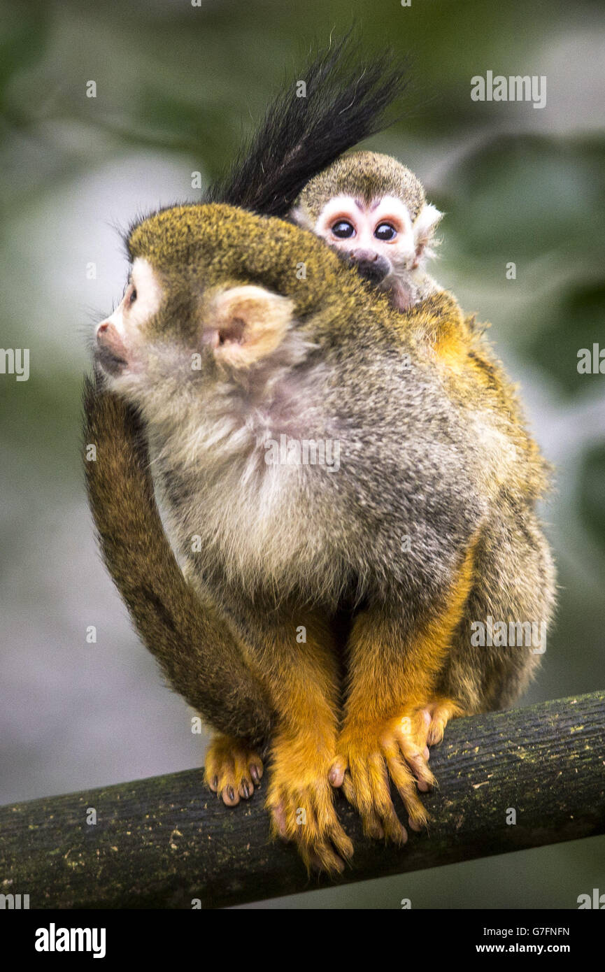 Squirrel monkey zoo hi-res stock photography and images - Alamy
