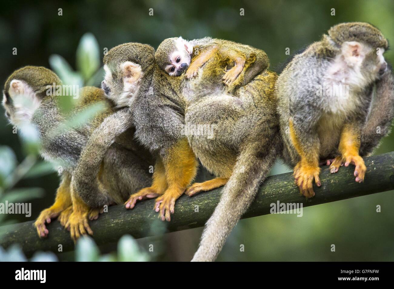 A newborn baby squirrel monkey clings to its mother as the troop, which is the collective term for a group of squirrel monkeys, play in the fresh Autumn air, at Bristol Zoo Gardens, Bristol. Stock Photo