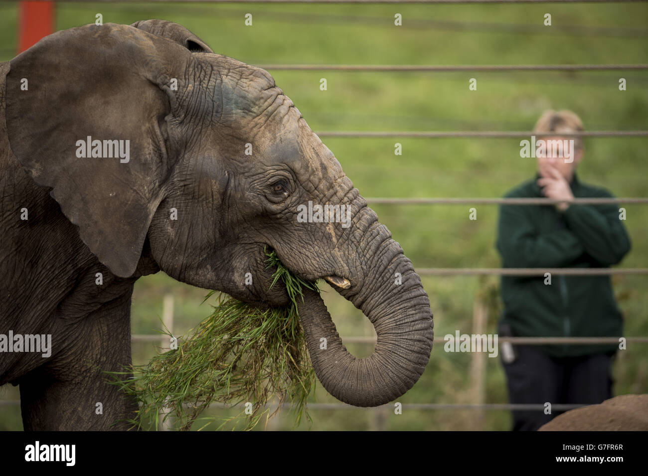 New elephant arrives at Bristol Zoo Gardens. M'Changa, the six-year-old bull elephant from Sweden arrives at Noah's Ark Zoo Farm, Bristol. Stock Photo