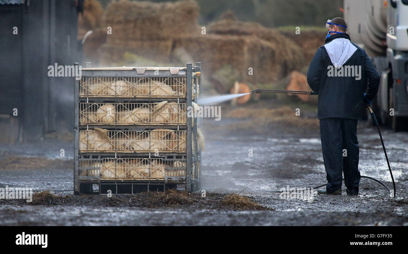 Bird flu outbreak Stock Photo Alamy
