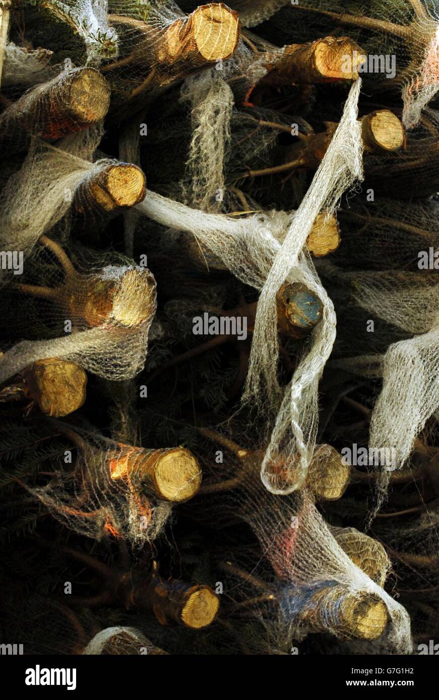 Xmas2004 stock evergreen tree environment trunks hires stock