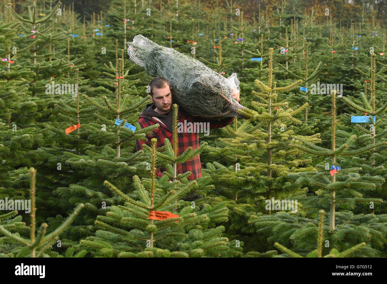 Worker William Barnes, 28, harvests a Nordmann Fir Christmas tree at