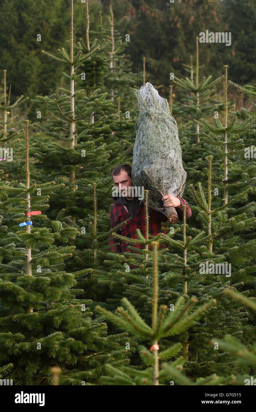 STANDALONE Photo. Worker William Barnes, 28, harvests a Nordmann Fir