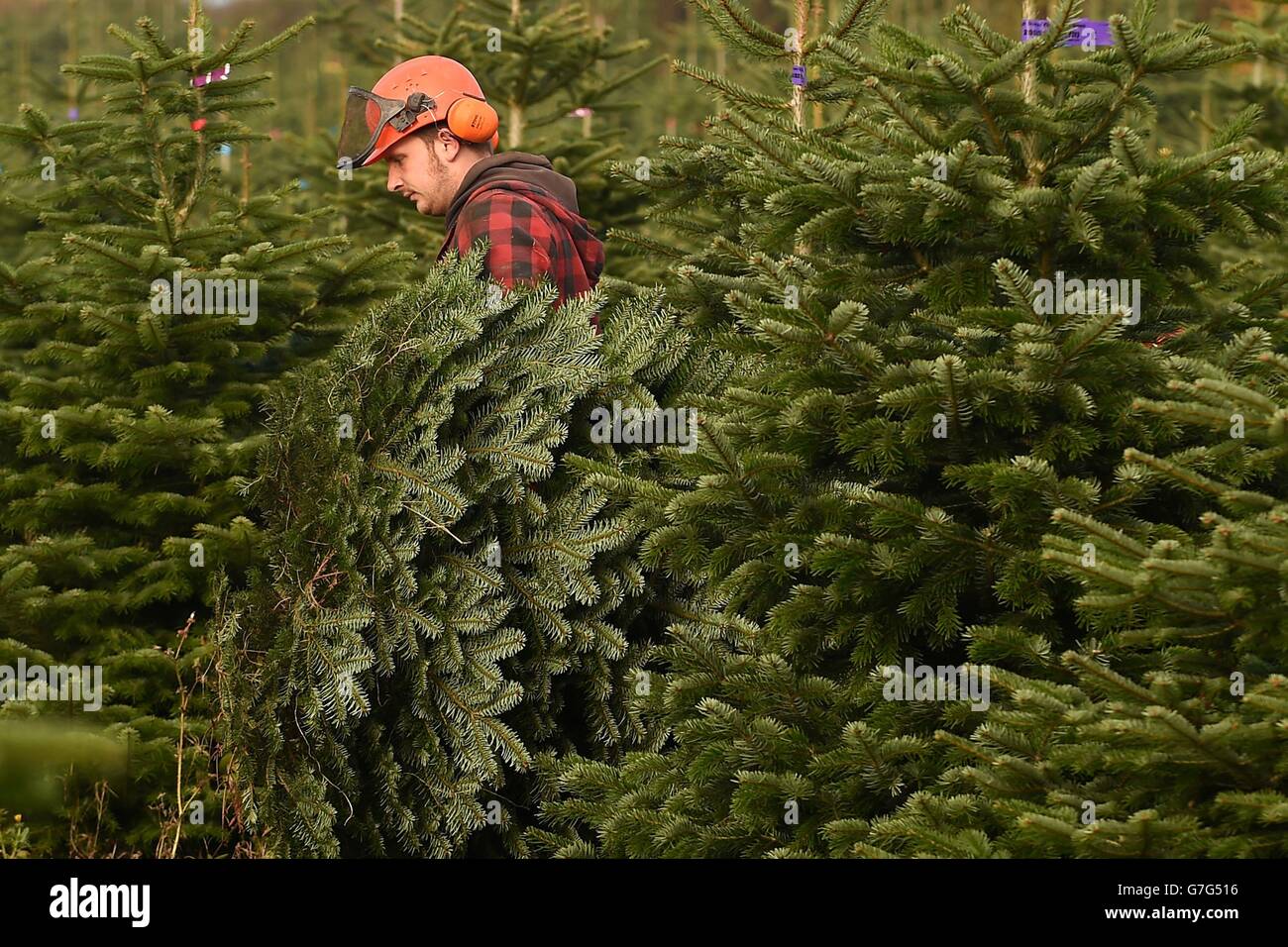 STANDALONE Photo. Worker William Barnes, 28, harvests Nordmann Fir