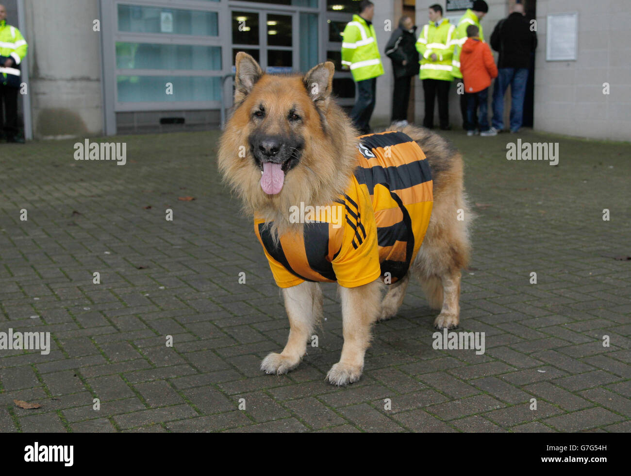 tottenham hotspur dog jersey