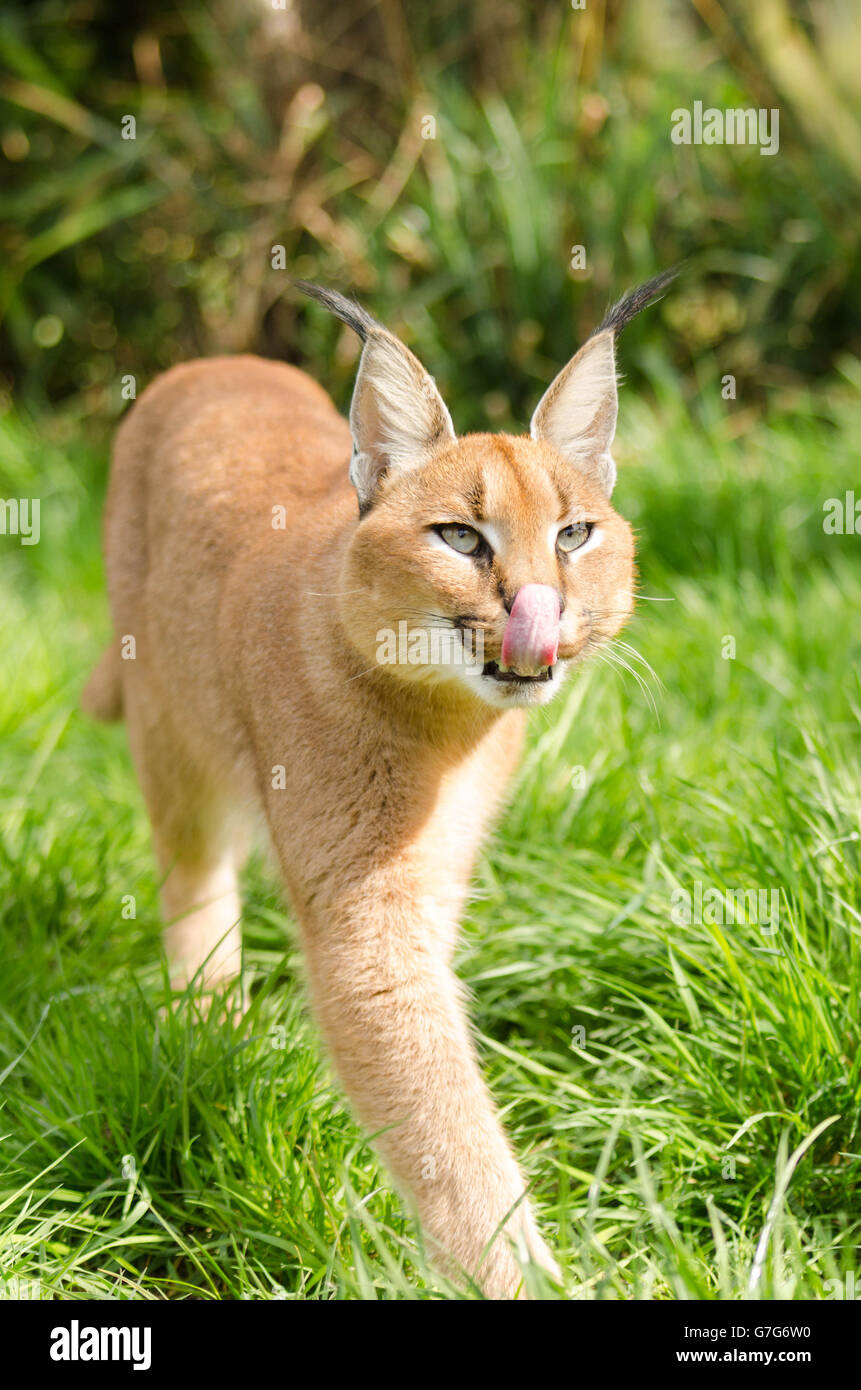 Caracal (Caracal caracal) under controlled conditions at the Wildlife Heritage Foundation Smarden Kent UK Stock Photo