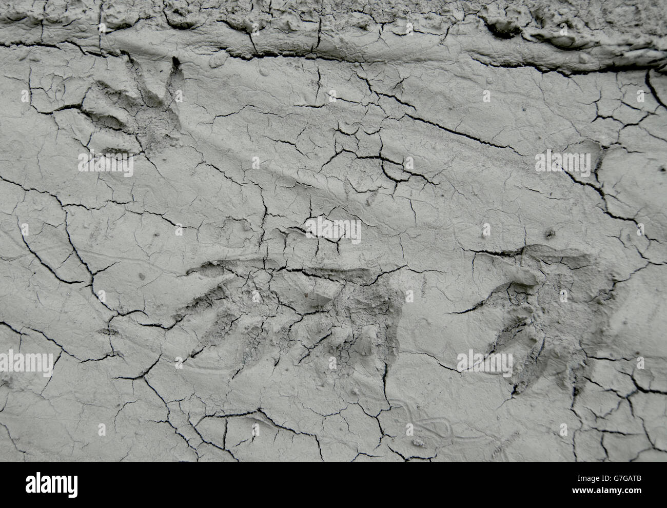 Raccoon paw prints in dried mud Stock Photo - Alamy