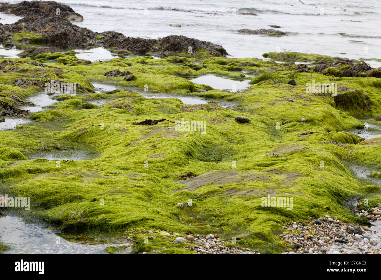 Seaweed shapes hires stock photography and images Alamy