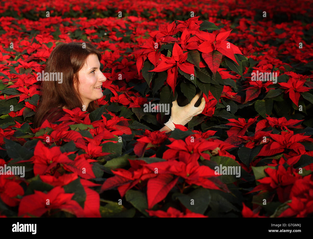 Poinsettia farm - Edinburgh Stock Photo