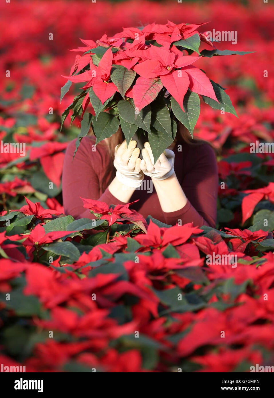 Evangelina Demkova, from Pentland Plants near Edinburgh, in one of the greenhouses amongst 100,000 red poinsettia as they are prepared and checked prior to being distributed to customers ahead of Christmas. Stock Photo