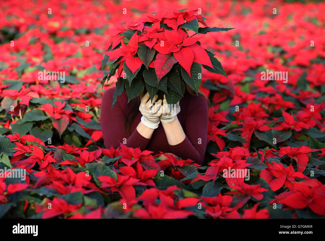 Poinsettia farm - Edinburgh Stock Photo