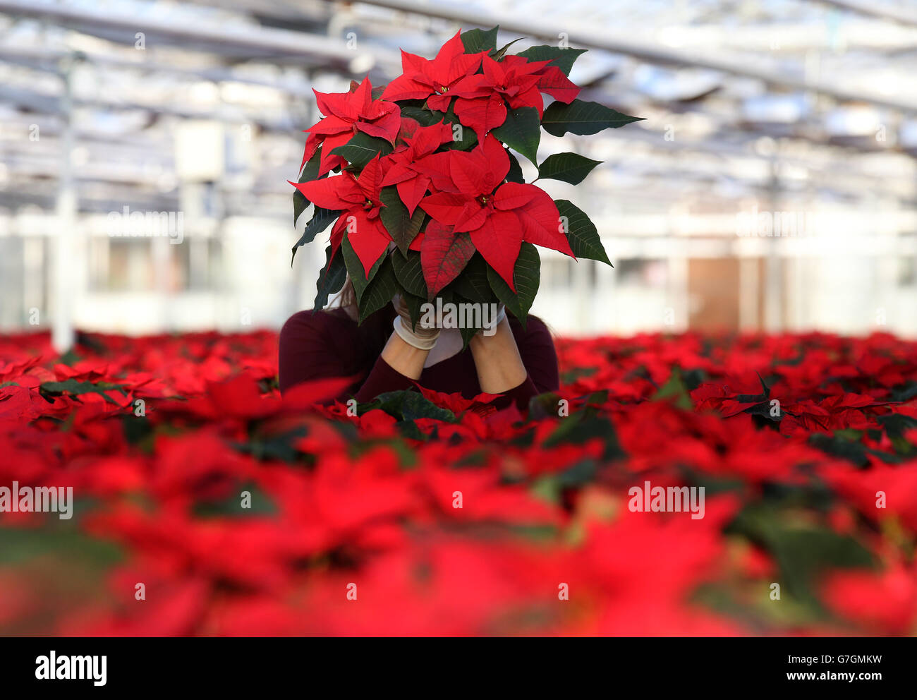 Poinsettia farm - Edinburgh Stock Photo