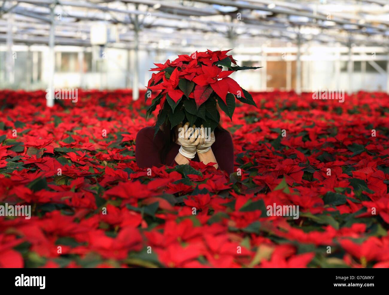 Poinsettia farm - Edinburgh Stock Photo