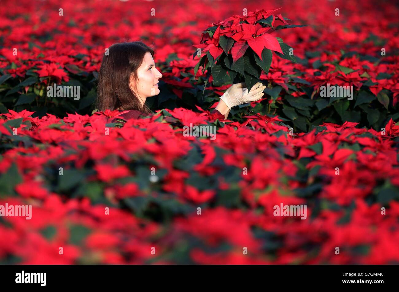 Evangelina Demkova, from Pentland Plants near Edinburgh, in one of the greenhouses amongst 100,000 red poinsettia as they are prepared and checked prior to being distributed to customers ahead of Christmas. Stock Photo